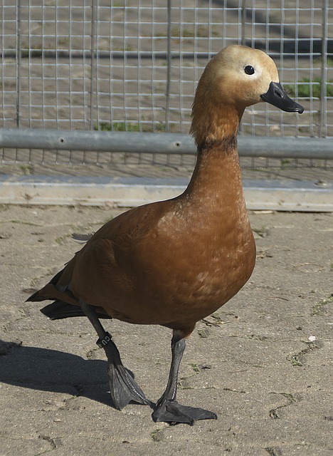 传开